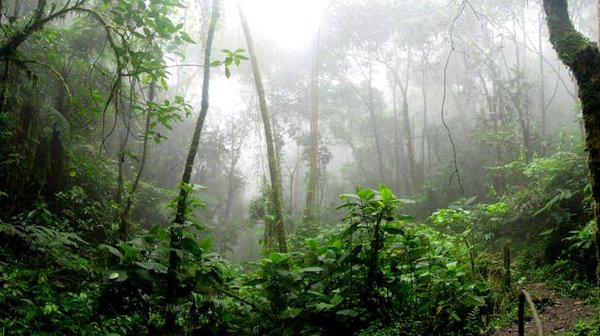 Quels sont les meilleurs circuits pour une randonnée en forêt amazonienne au Brésil ?